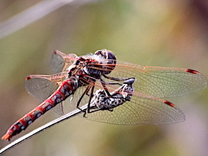 Variegated Meadowhawk - Sympetrum corruptum